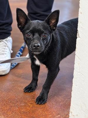 Crow, Chihuahua / Mixed Breed, adult, available for adoption