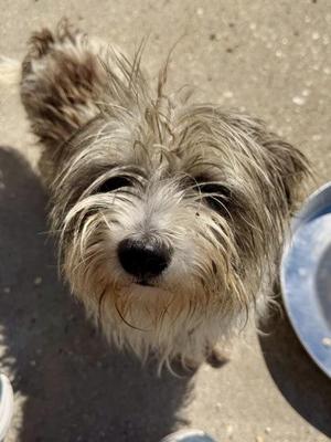 Bailey, Terrier / Mixed Breed, adult, available for adoption