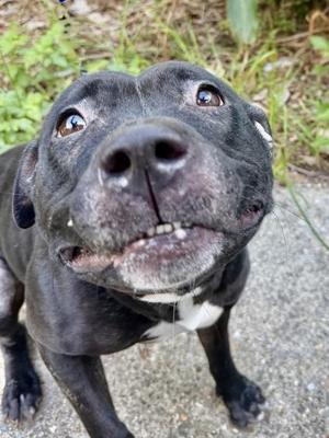 A black dog with a white patch on its chest, looking up with its mouth slightly open, showing its teeth. The dog has a shiny coat and expressive eyes, and is standing on a concrete surface with greenery in the background.