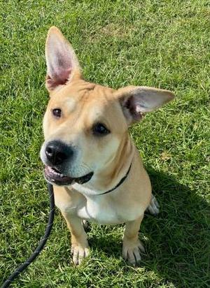 Charlie, Shepherd / Mixed Breed, adult, available for adoption