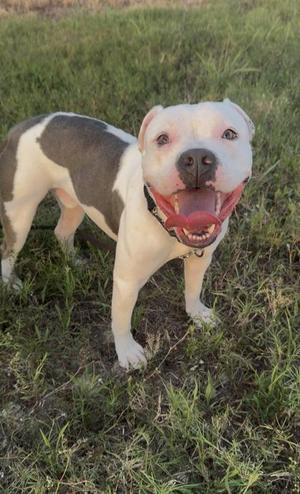 A white and gray dog with a black nose and a red collar is standing in a grassy field, looking at the camera with its mouth open and tongue out.
