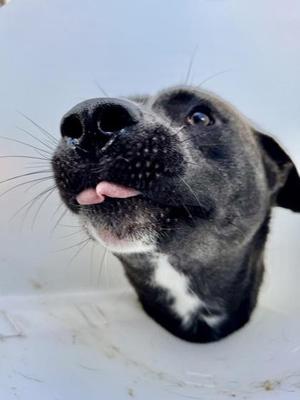 Bluebeary, Shepherd / Mixed Breed, adult, available for adoption
