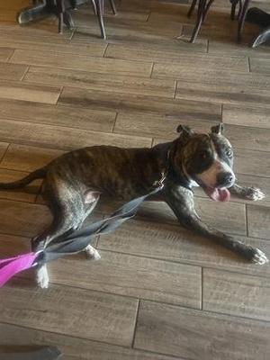 A brindle-colored dog with a black muzzle and white markings on its chest and paws is lying on a wooden floor. The dog is wearing a collar and leash, and its tongue is out, appearing to be panting. The background shows a wooden floor and some furniture legs.
