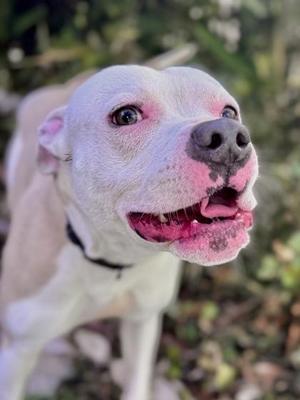Barbas (Underdog, New Leash On Life)), Pit Bull Terrier / Mixed Breed, adult, available for adoption