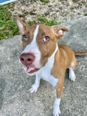 A brown and white dog with a pink nose and green eyes, looking up at the camera.