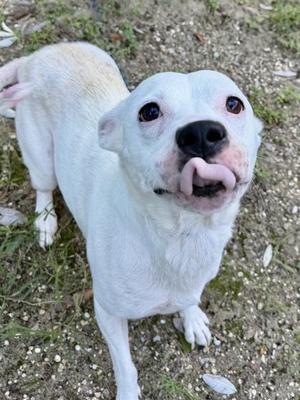 Chimkin, Pit Bull Terrier / Mixed Breed, adult, available for adoption