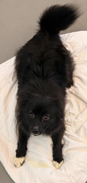 Fluffball, Pomeranian / Mixed Breed, adult, available for adoption