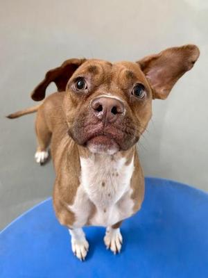 Churro, Mixed Breed / Boxer, adult, available for adoption