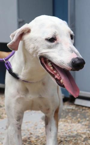 A white dog with a black nose and pink tongue, wearing a purple collar, standing outdoors.