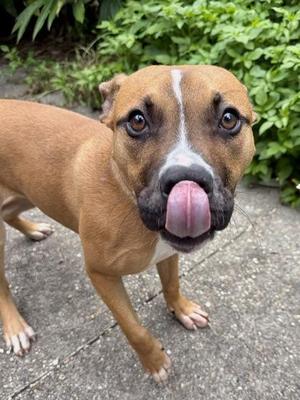 Ares, Pit Bull Terrier / Mixed Breed, puppy, available for adoption