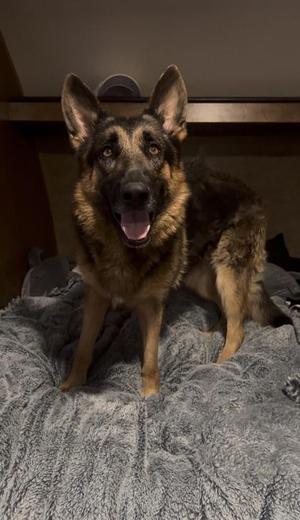 Carol in HR, German Shepherd Dog / Mixed Breed, adult, available for adoption