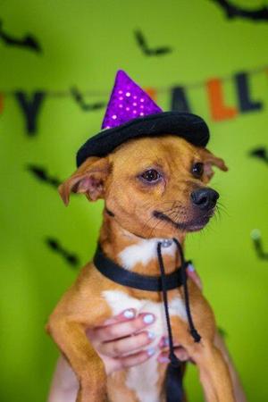 Biscotti, Mixed Breed, adult, available for adoption