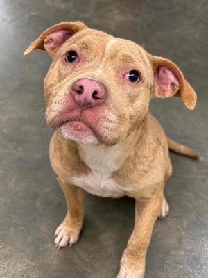 Bailey, Pit Bull Terrier / Mixed Breed, adult, available for adoption