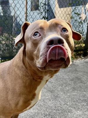 DiCaprio, Pit Bull Terrier / Mixed Breed, adult, available for adoption
