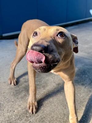 Duggy, Pit Bull Terrier / Mixed Breed, adult, available for adoption
