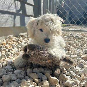 A fluffy white dog sitting on a bed of rocks, holding a stuffed animal in its mouth.