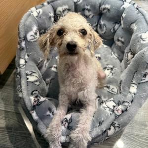 Nugget, Poodle, Miniature, adult, available for adoption
