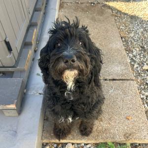 A black, shaggy dog sitting on a concrete surface with a wooden structure in the background.