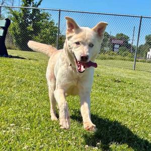 Annie, Husky, adult, available for adoption