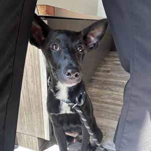 Levi, Chihuahua, adult, available for adoption