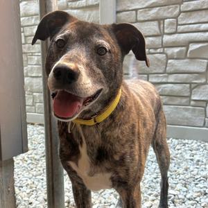 Kai, Shepherd, adult, available for adoption