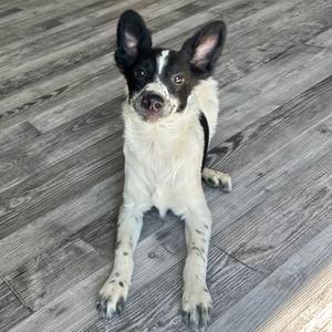 A black and white dog lying on a wooden floor, looking up at the camera.