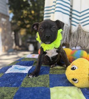 Hershys, Boxer / Terrier, puppy, available for adoption