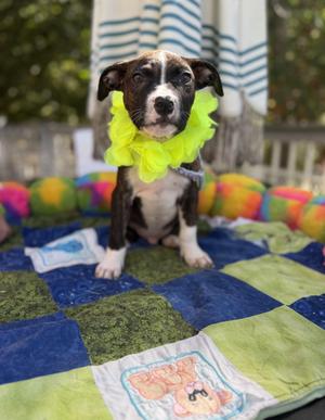 Snicker, Boxer / Terrier, puppy, available for adoption