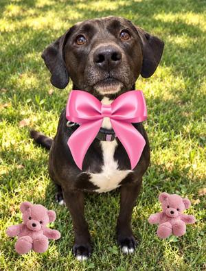 Dusti, Black Labrador Retriever / Labrador Retriever, young, available for adoption
