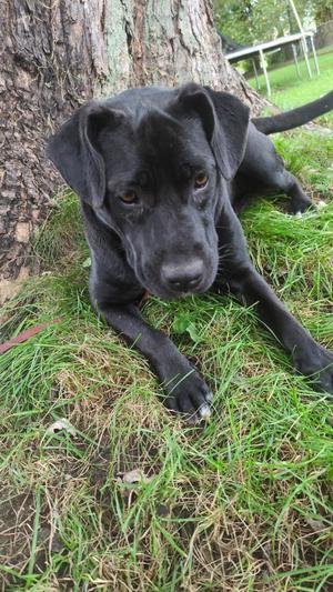 Hero, Labrador Retriever / Black Labrador Retriever, young, available for adoption