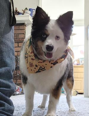 Oliver( miniature Aussie), Australian Shepherd, adult, available for adoption