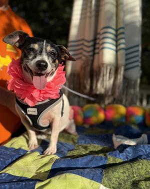 Sassy 11 lbs, Jack Russell Terrier / Rat Terrier, young, available for adoption