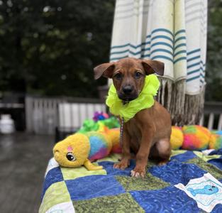 Dierks Bentley, Labrador Retriever / Beagle, puppy, available for adoption