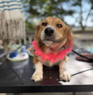 Dolly mom, Beagle / Australian Shepherd, young, available for adoption