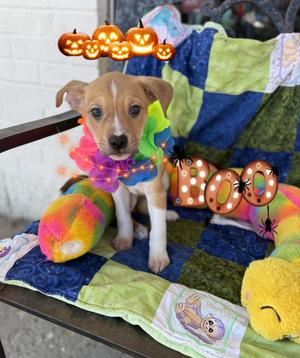 Buddy, Boxer / Cattle Dog, puppy, available for adoption
