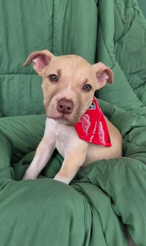 A light-colored puppy with floppy ears and a red bandana sitting on a green blanket.