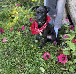 Tramp, Schnauzer, puppy, available for adoption
