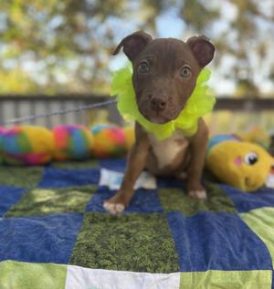 Cocoa, Boxer / Terrier, puppy, available for adoption