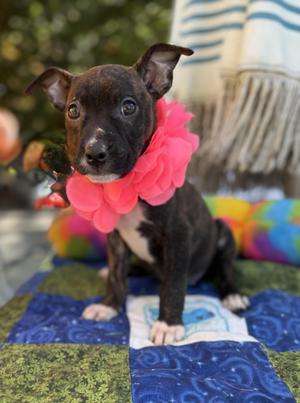 Dove, Boxer / Terrier, puppy, available for adoption
