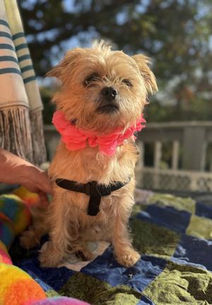Remmy( lap dog), Yorkshire Terrier / Pug, young, available for adoption