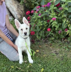 Blade, White German Shepherd / German Shepherd Dog, puppy, available for adoption