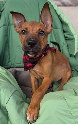 A small brown puppy with large ears and a red bandana, sitting on a green blanket.
