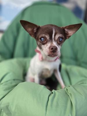A small brown and white dog with large ears sitting in a green cushion.