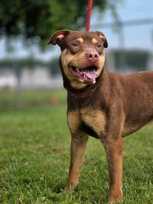 Gunner, Pit Bull Terrier, young, available for adoption