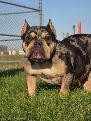 Flower, French Bulldog / Affenpinscher, young, available for adoption