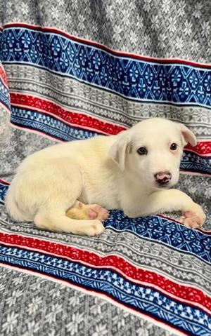 Frost, Australian Shepherd, puppy, available for adoption