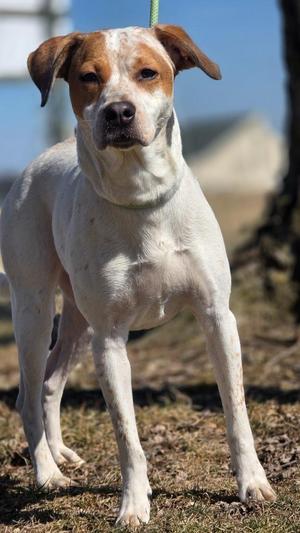 Snickers, Australian Cattle Dog / Blue Heeler / Pit Bull Terrier, adult, available for adoption