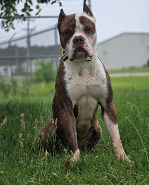 Nino, American Bulldog, adult, available for adoption