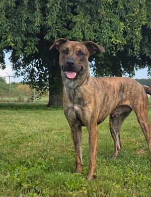 Flash, Boxer / Pit Bull Terrier, young, available for adoption