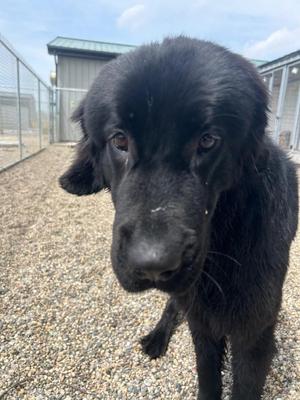 Ember, Newfoundland Dog / Labrador Retriever, young, available for adoption